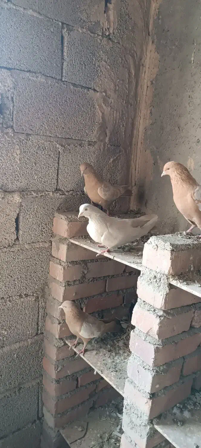 فروش انواع‌ کفتر باشلی و کوینلی|پرنده|آذرشهر, |دیوار