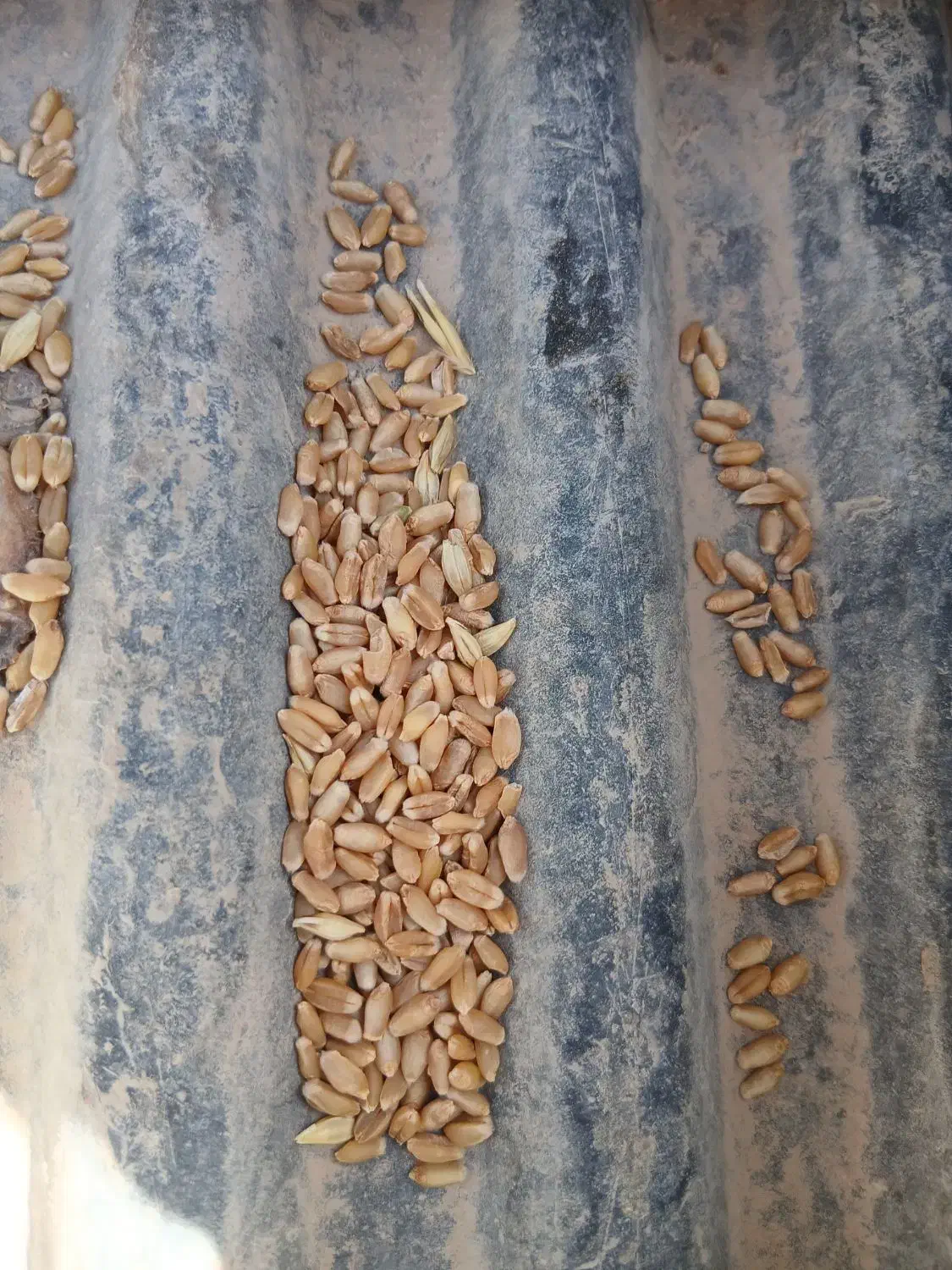 گندم خلیل|گل و گیاه طبیعی|حمیدیه, |دیوار
