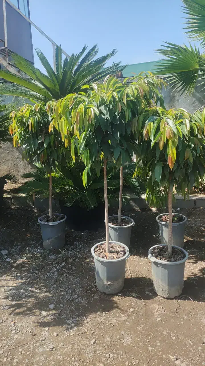 انواع گل های آپارتمانی|گل و گیاه طبیعی|مشهد, امیریه|دیوار