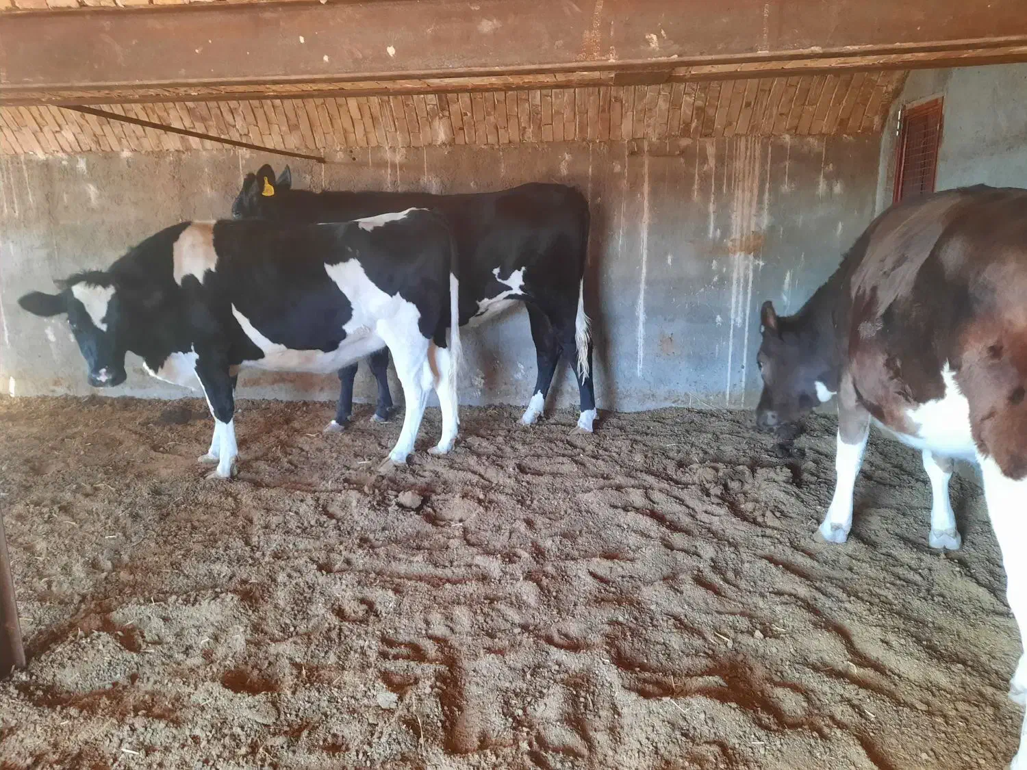 فروش تلیسه آبستن پرشیر واکسن خورده|حیوانات مزرعه|سده (خراسان جنوبی), |دیوار