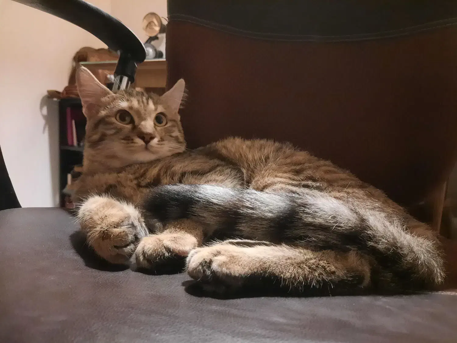 واگذاری گربه DLH|گربه|سنندج, |دیوار