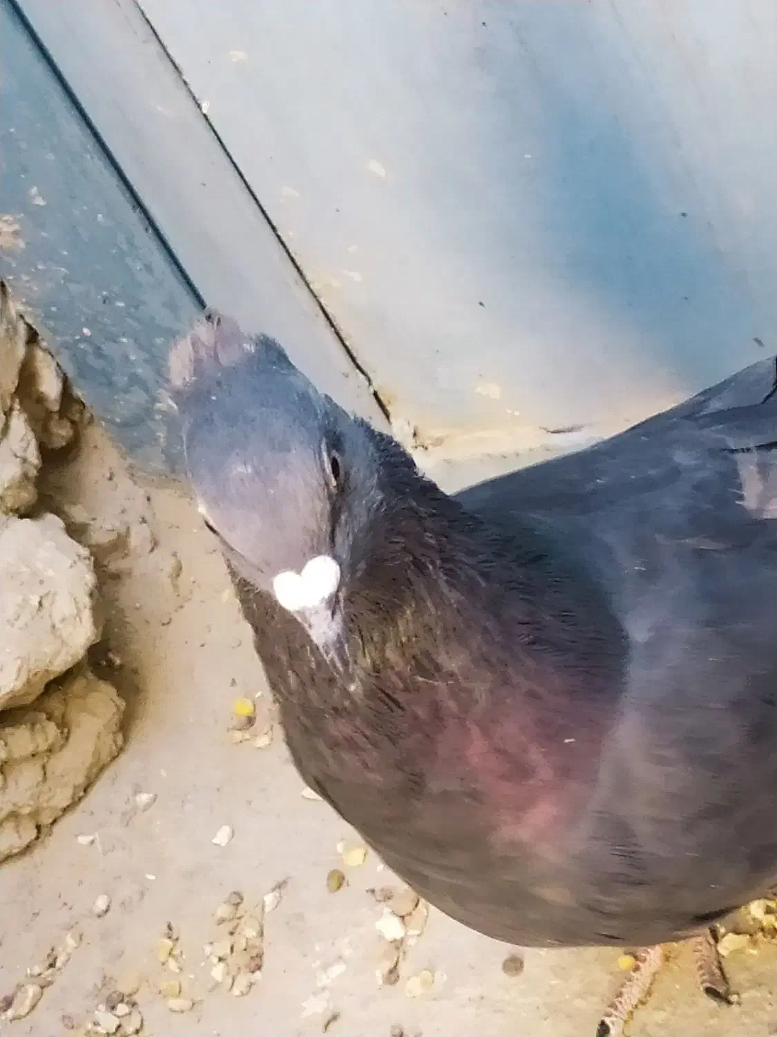 دوتا کبوتر فروشی سنگی 500و زاغ600|پرنده|سراوان, |دیوار