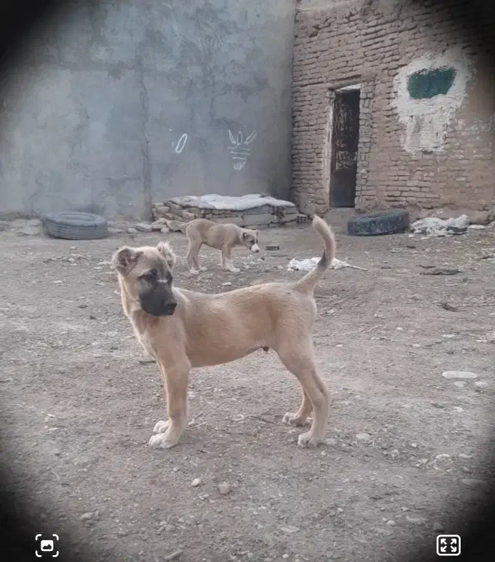 واگذاری معاوضه توله|سگ|مشهد, كنويست|دیوار