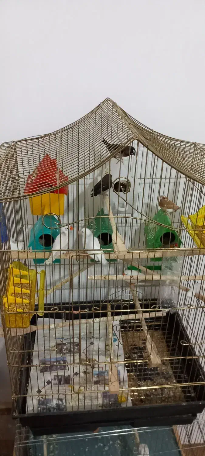 فنچ|پرنده|میانه, |دیوار