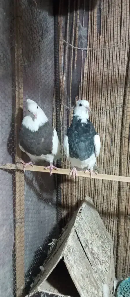 طوقی ماده فنچ|پرنده|سراوان, |دیوار