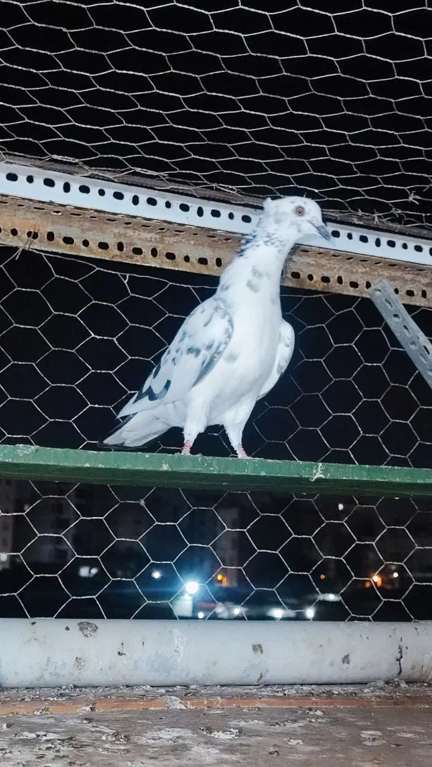 کفتر غریب گیری هر کسی می خواد توضیحات بخون|پرنده|بندرعباس, |دیوار