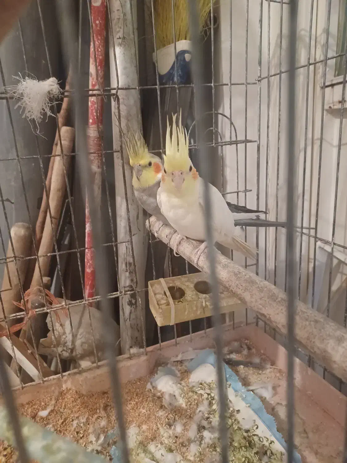 عروس طوطی مولد|پرنده|میاندوآب, |دیوار