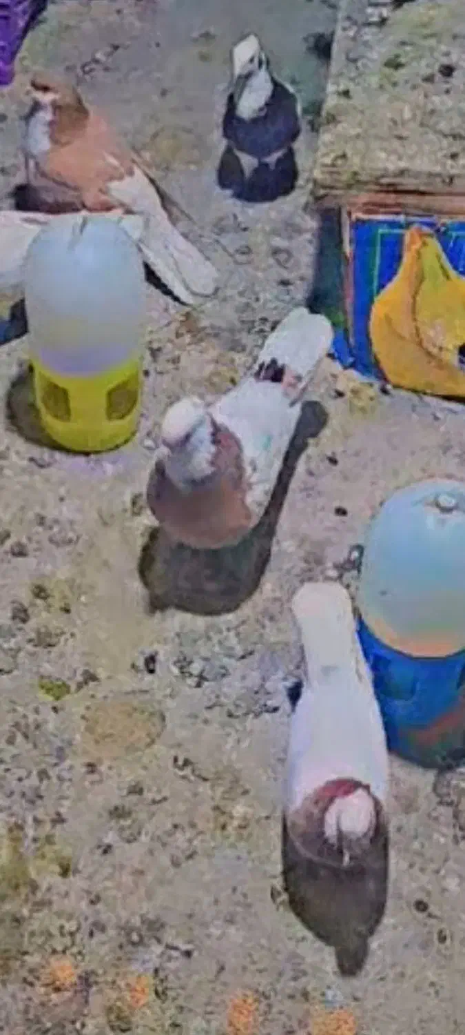 کبوترگمشده|حیوانات|اقبالیه, |دیوار