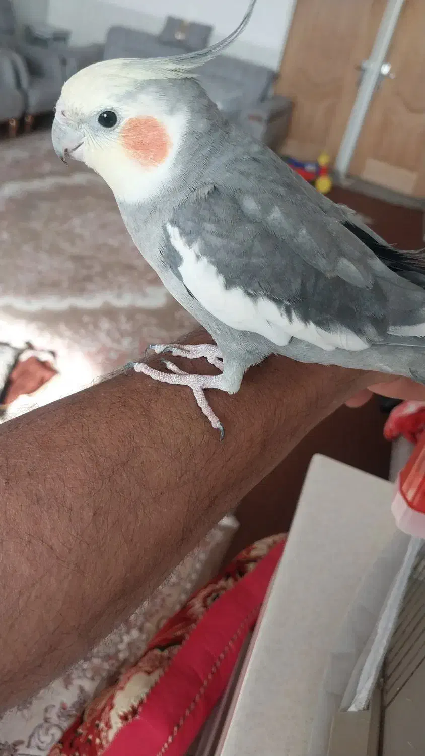 پرنده زینتی|پرنده|یزد, |دیوار