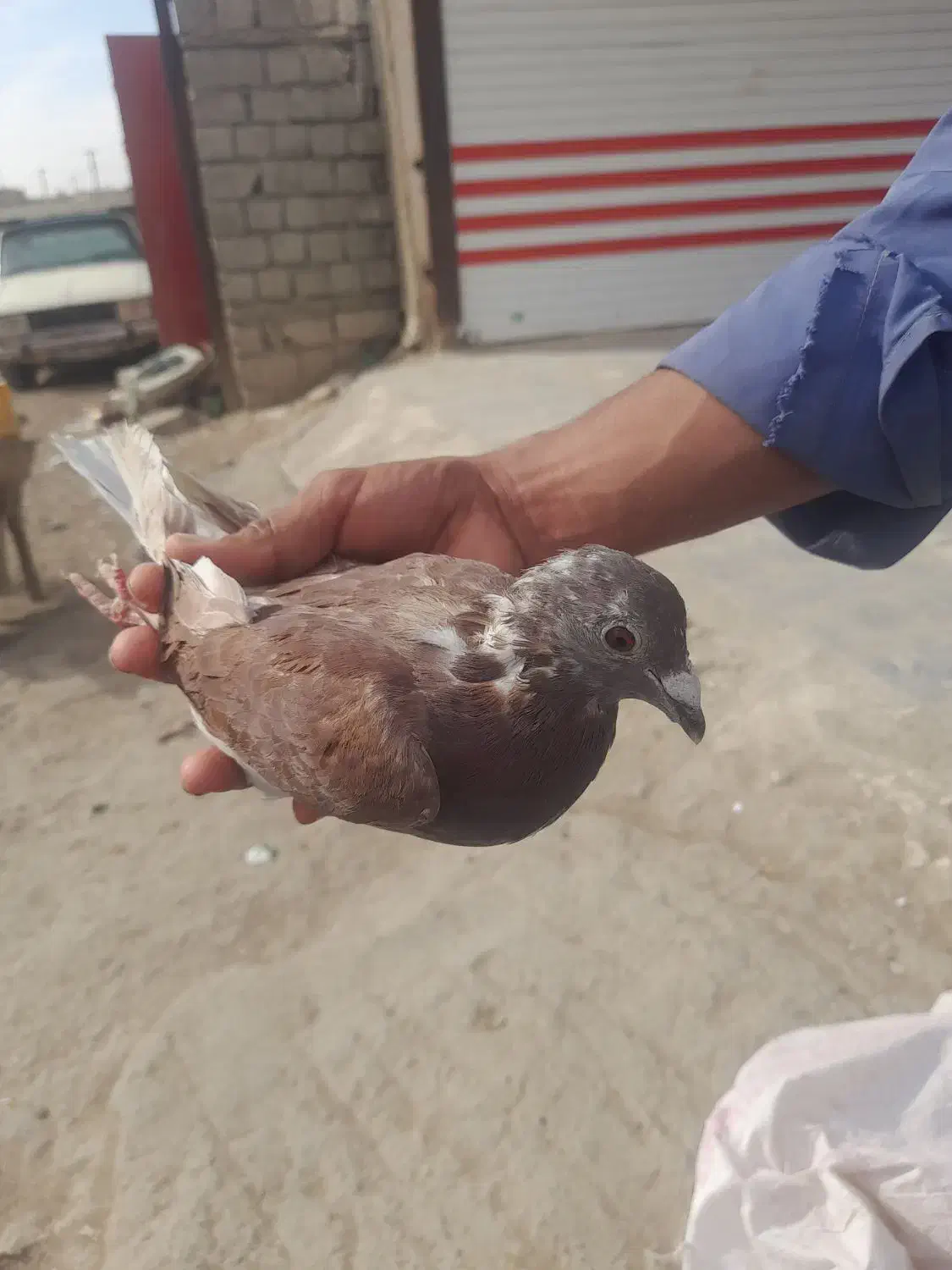 بور مگس نر|پرنده|زهک, |دیوار