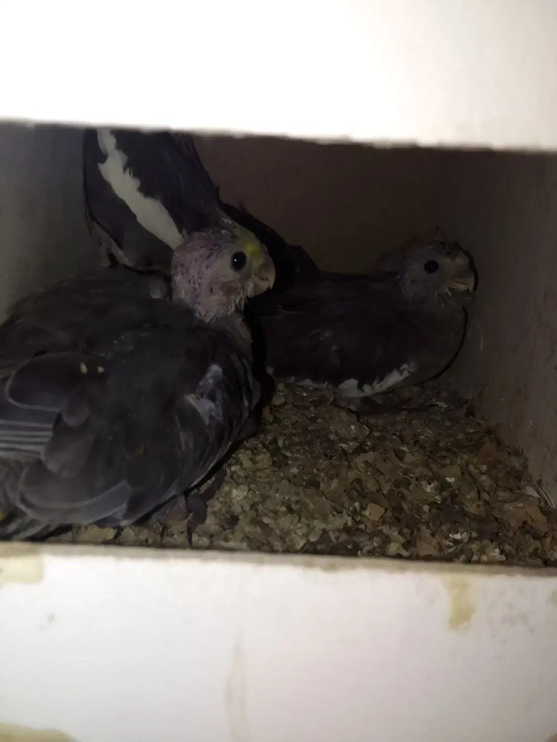 دوتا جوجه عروس صحیح و سالم ب شرط|پرنده|قم, شهرک سازمان آب|دیوار