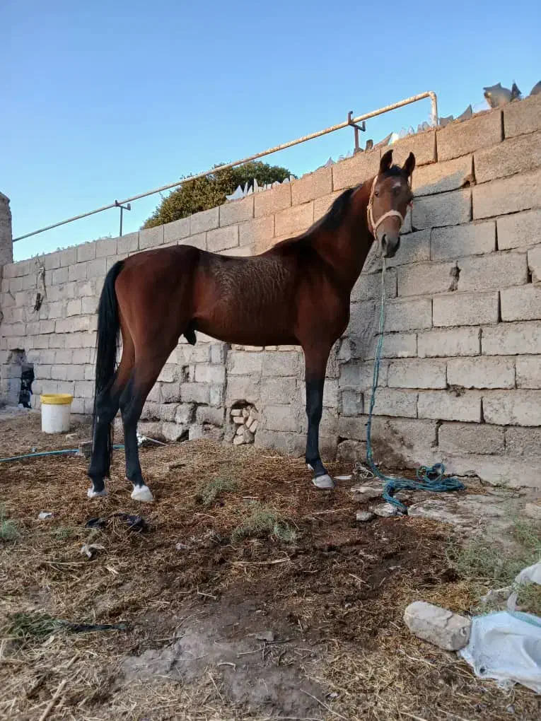 اسب نریون شجره دار|اسب و تجهیزات اسب‌سواری|سیرجان, |دیوار