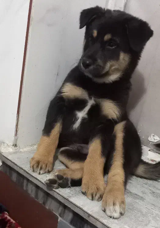 توله سگ روت وایلر|سگ|کرمانشاه, |دیوار