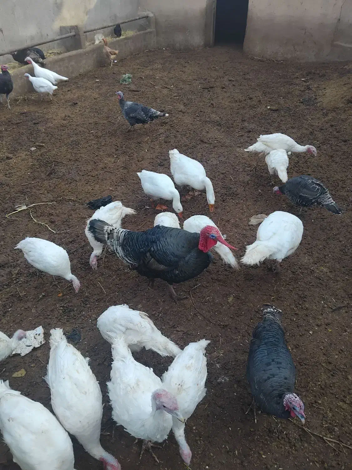 حیوانات مزرعه بوقلمون|حیوانات مزرعه|تاکستان, |دیوار