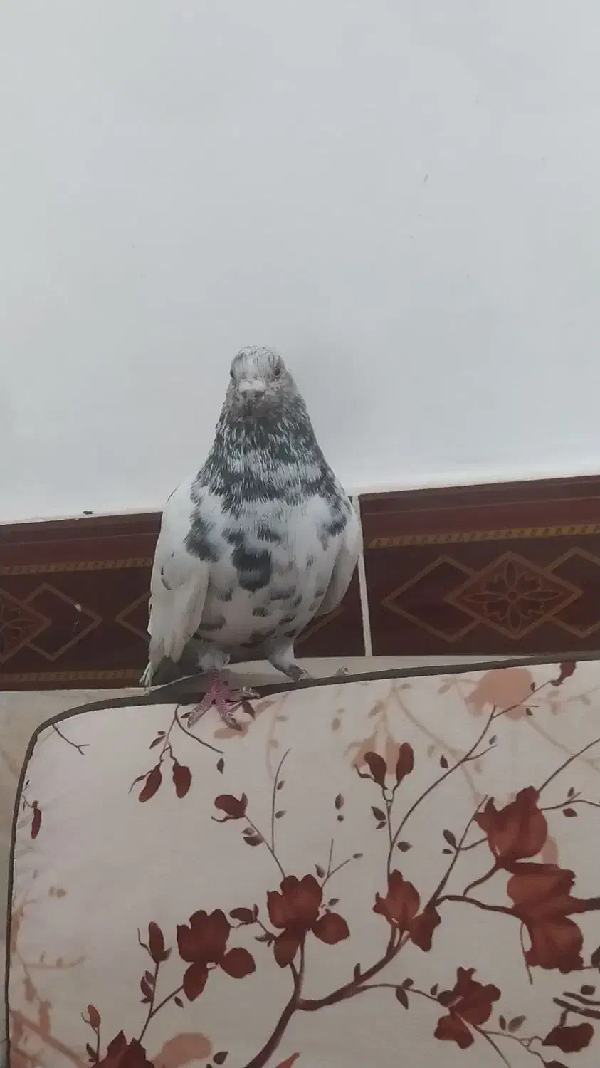 کبوتر پرشی|پرنده|خرمشهر, |دیوار