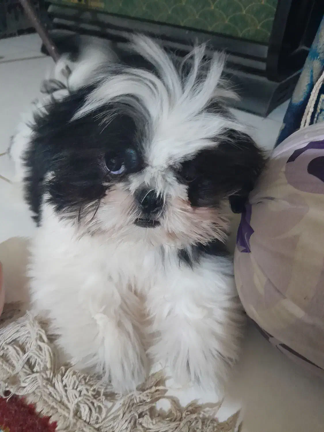 واگذاری سگ . میکس پیکینیز امپریال و شیتسو کراس|سگ|ساری, |دیوار