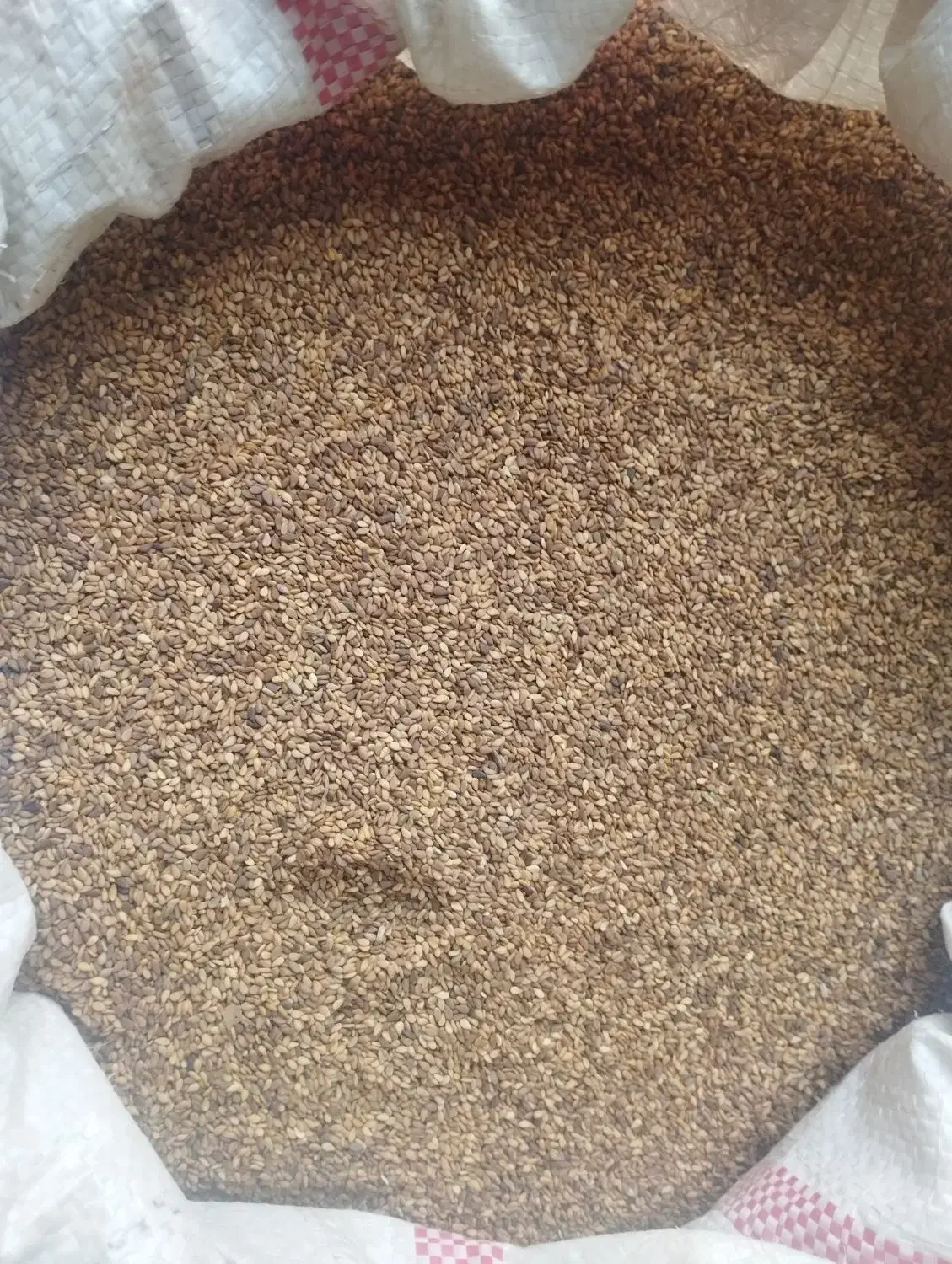 کنجد|عمده‌فروشی|مراوه, |دیوار