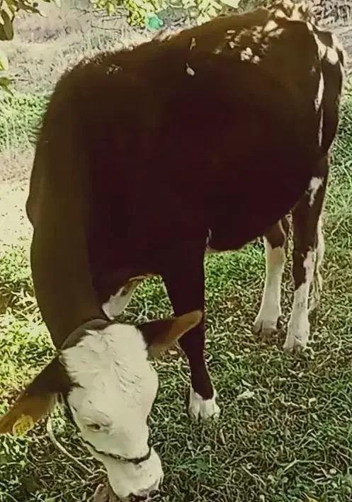 گاو اصیل و 8ماه آبستن|حیوانات مزرعه|پادنا علیا, |دیوار