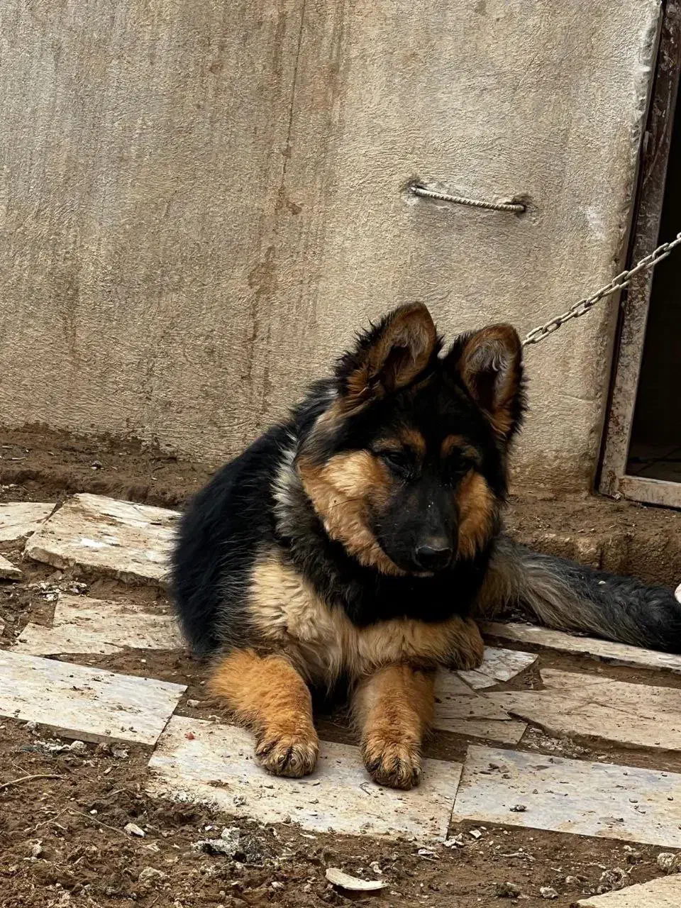 ژرمن ماده|سگ|همدان, |دیوار