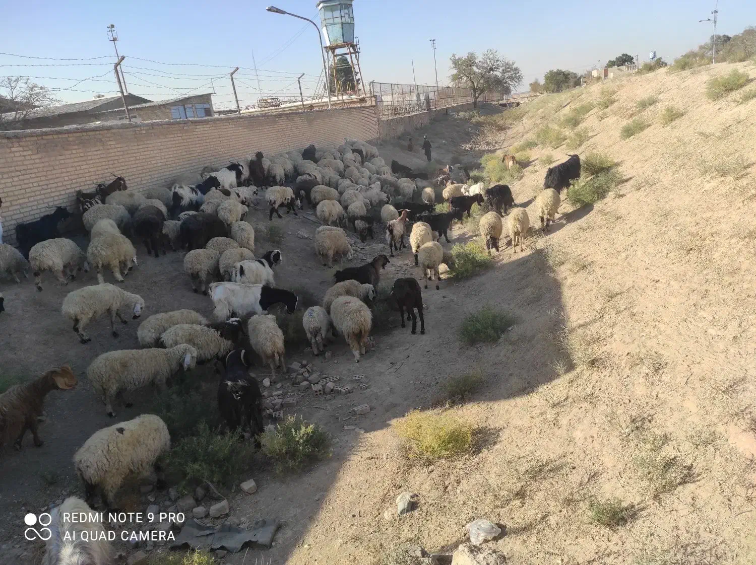 گله میش وبز جوان یک صاحب  برای مالداری  وپرواری|حیوانات مزرعه|رضویه, |دیوار