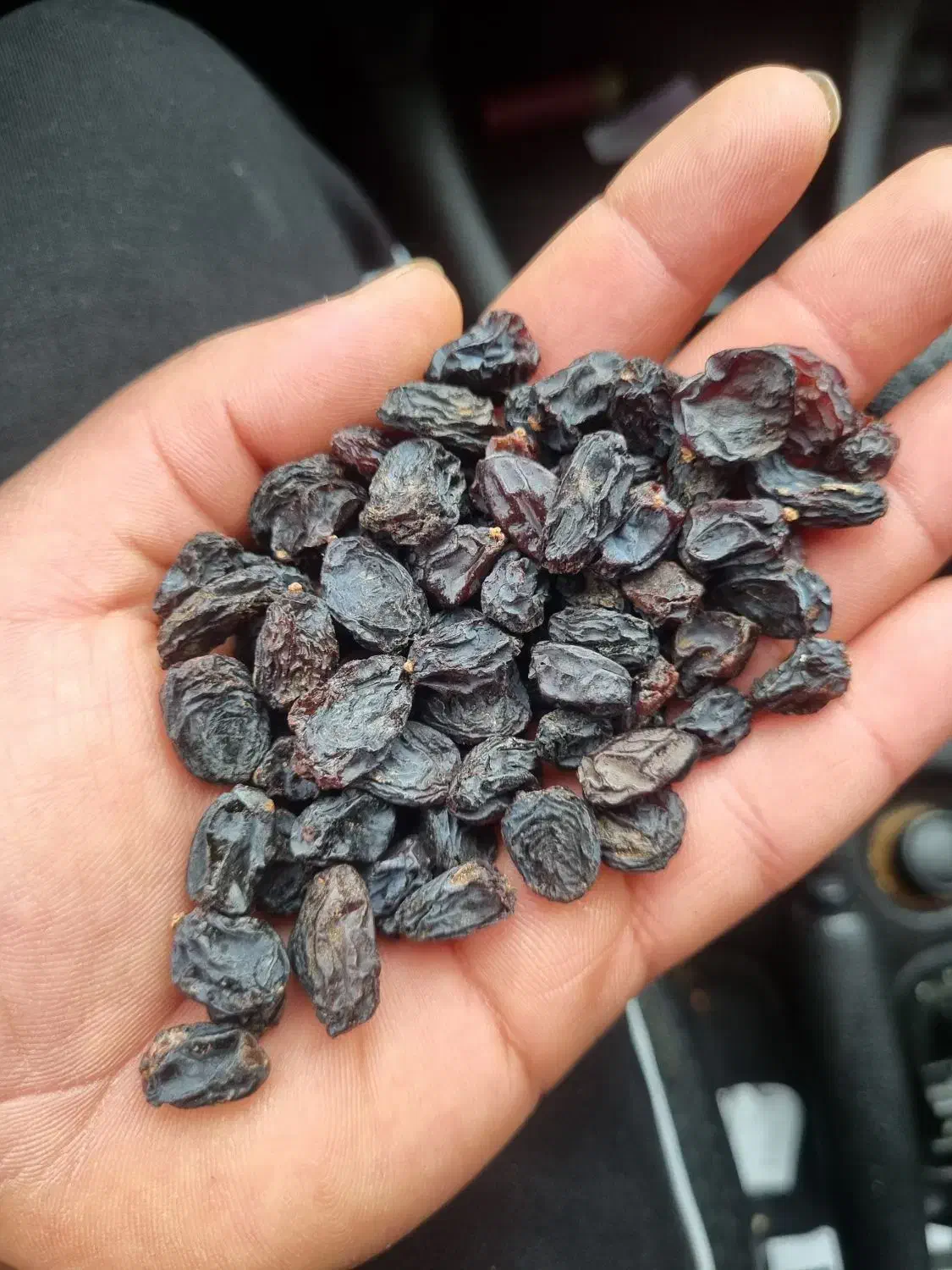 مویز بدون هسته|خوردنی و آشامیدنی|تهران, دانشگاه شریف|دیوار