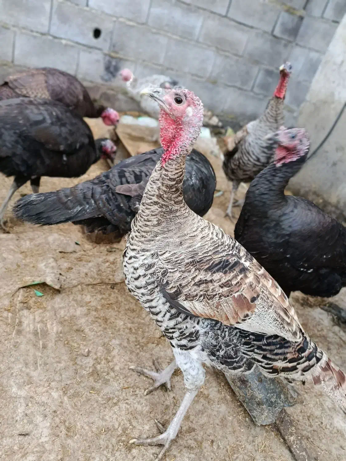 بوقلمون|حیوانات مزرعه|بندر ترکمن, |دیوار