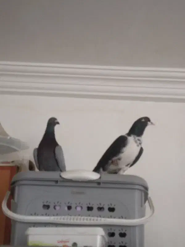 کبوتر|پرنده|بجنورد, |دیوار