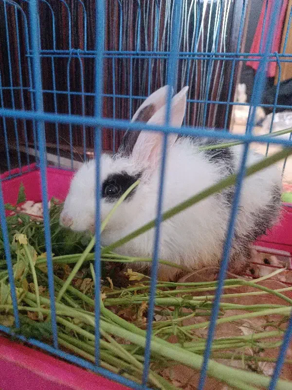 خرگوش مینیاتوری|موش و خرگوش|صومعه‌سرا, |دیوار