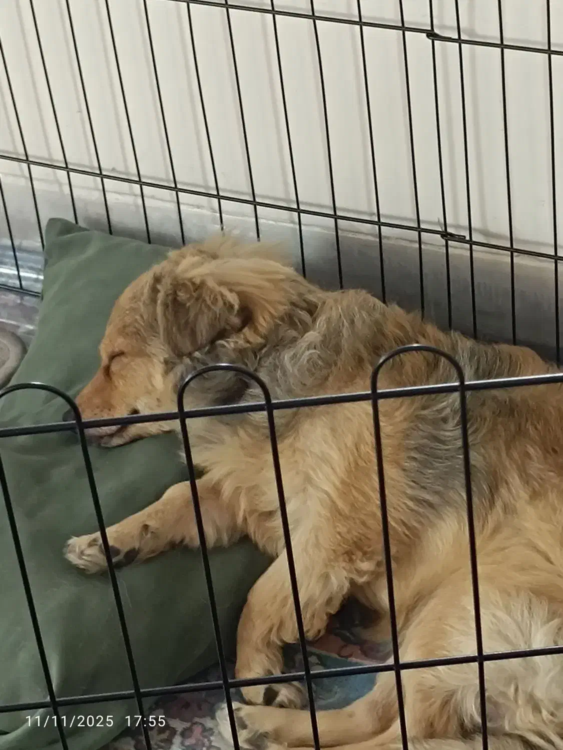 واگذاری سگ|سگ|اصفهان, گلزار|دیوار