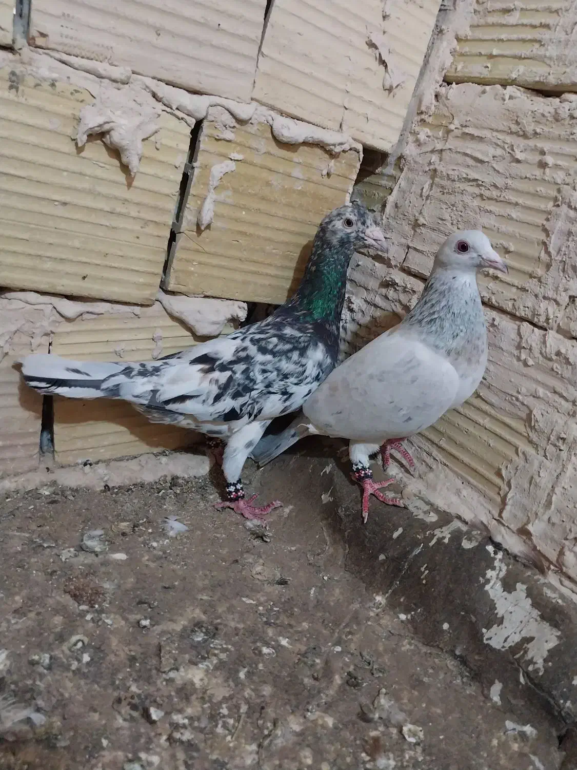 کفتر جفت نر سار هفترنگ ماده سار کاغذی عتیقه کمیاب|پرنده|تربت‌حیدریه, رضاشهر|دیوار