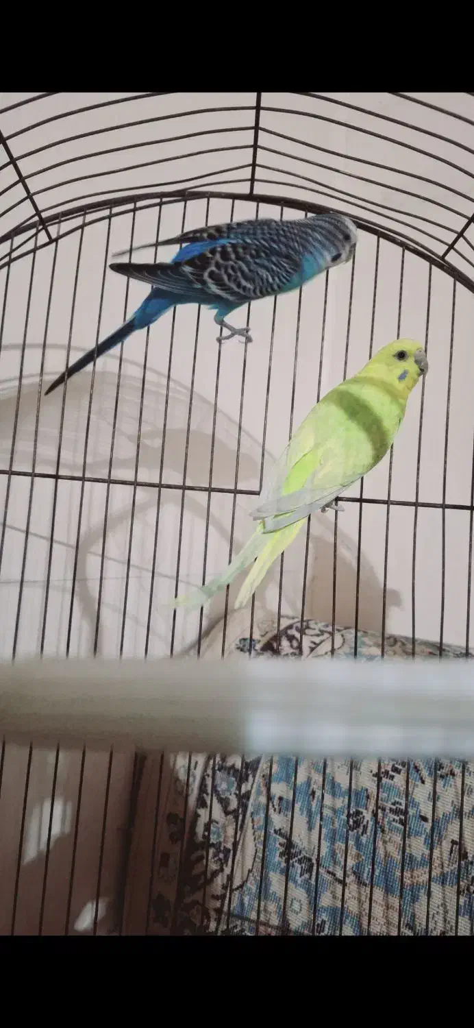 یک جفت مرغ عشق مولد و یک عدد عروس هلندی نر|پرنده|بندر ماهشهر, |دیوار