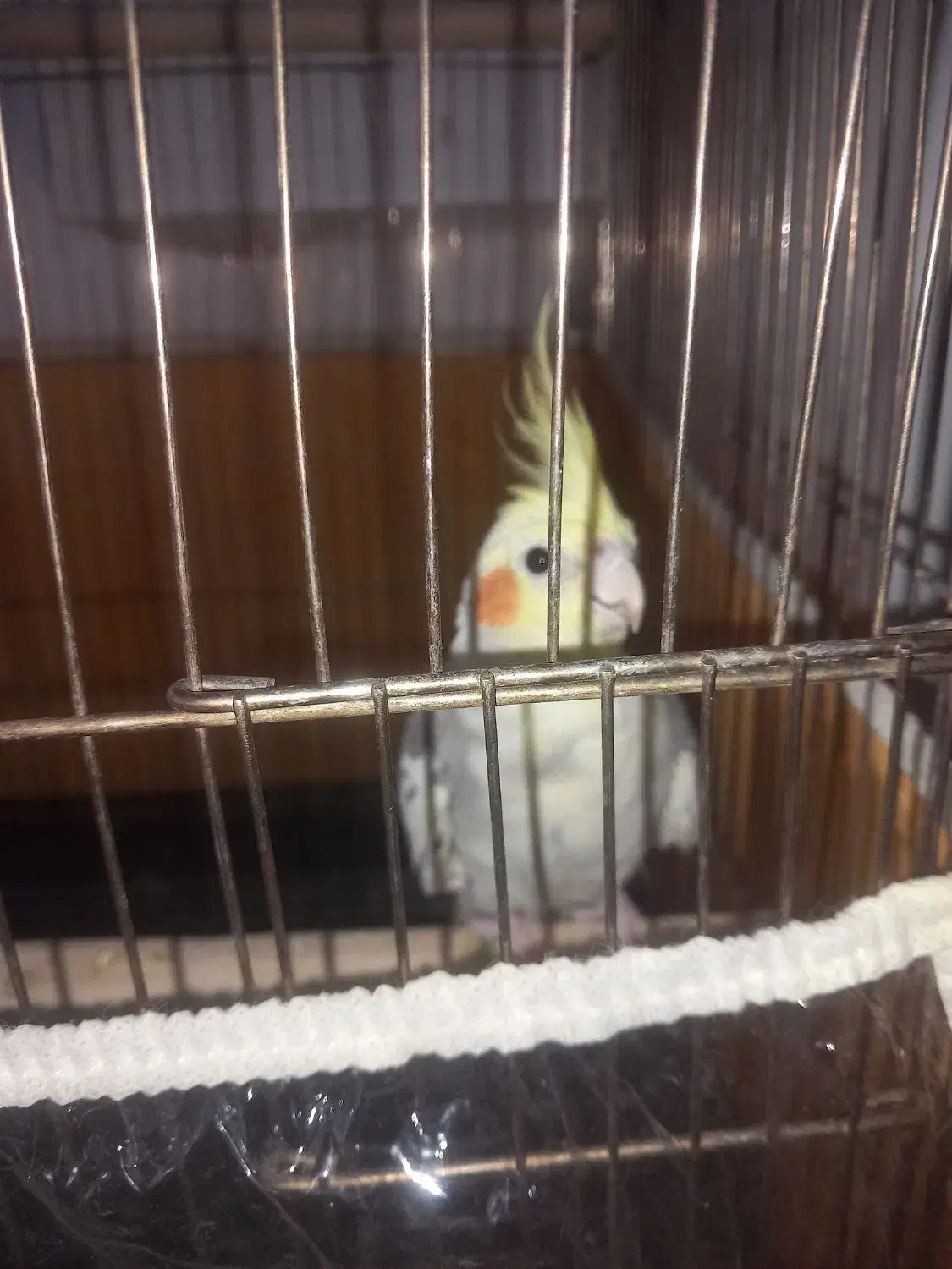 عروس هلندی مولد|پرنده|سقز, |دیوار