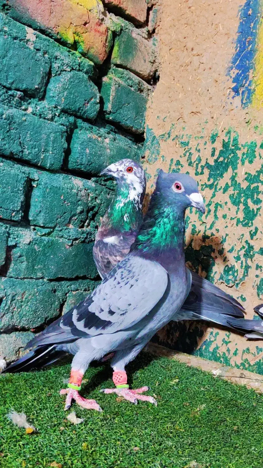 پلاکی تبریز|پرنده|شیراز, سفیرشمالی|دیوار