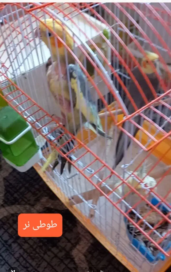 ۳ تا طوطی با قفس|پرنده|آمل, |دیوار