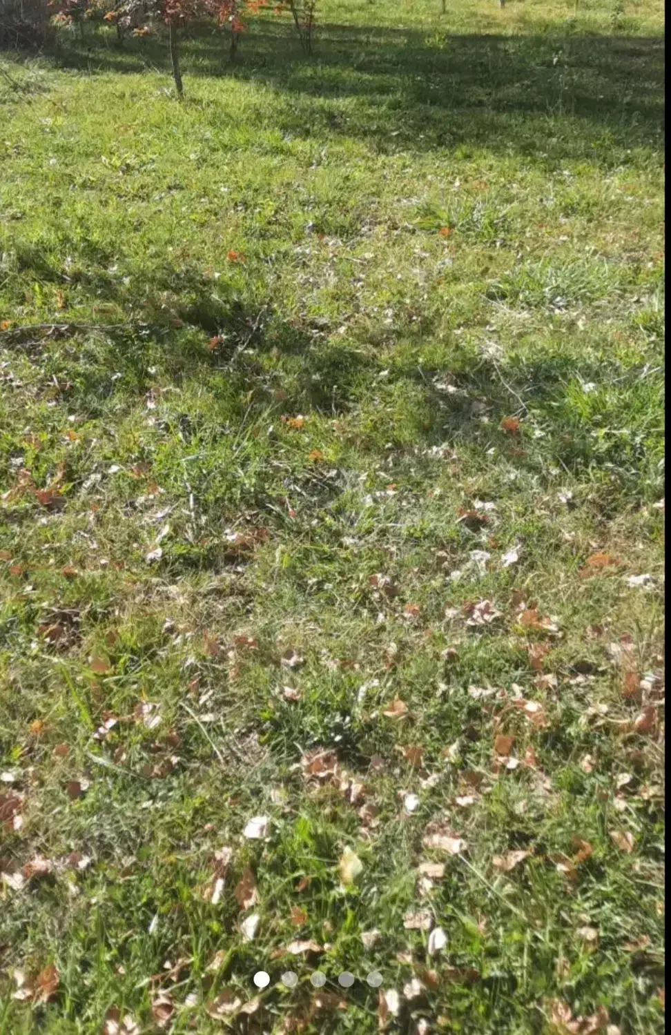 زمین مسکونی|فروش زمین و ملک کلنگی|خلخال, |دیوار