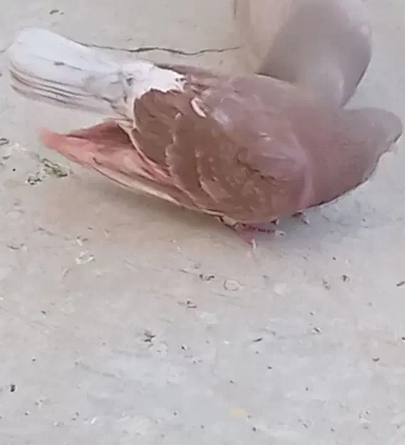 قرمزی نر|پرنده|معصومیه, |دیوار