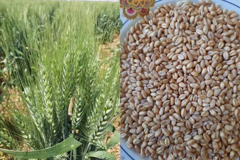 بذر گندم رقم سالار|عمده‌فروشی|کامیاران, |دیوار