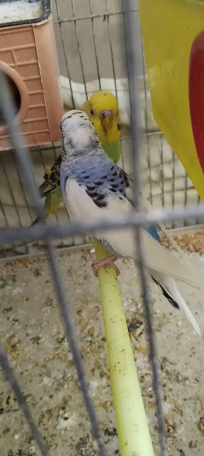 مرغ عشق (سرحال و با نشاط)|پرنده|شیراز, وزیرآباد|دیوار