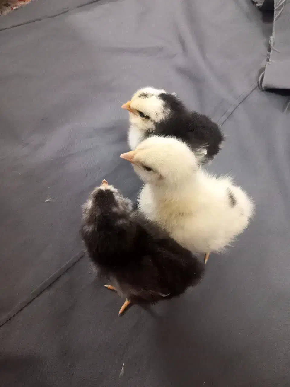 جوجه گلین،سبرایت،گلپایگانی|حیوانات مزرعه|یزد, |دیوار