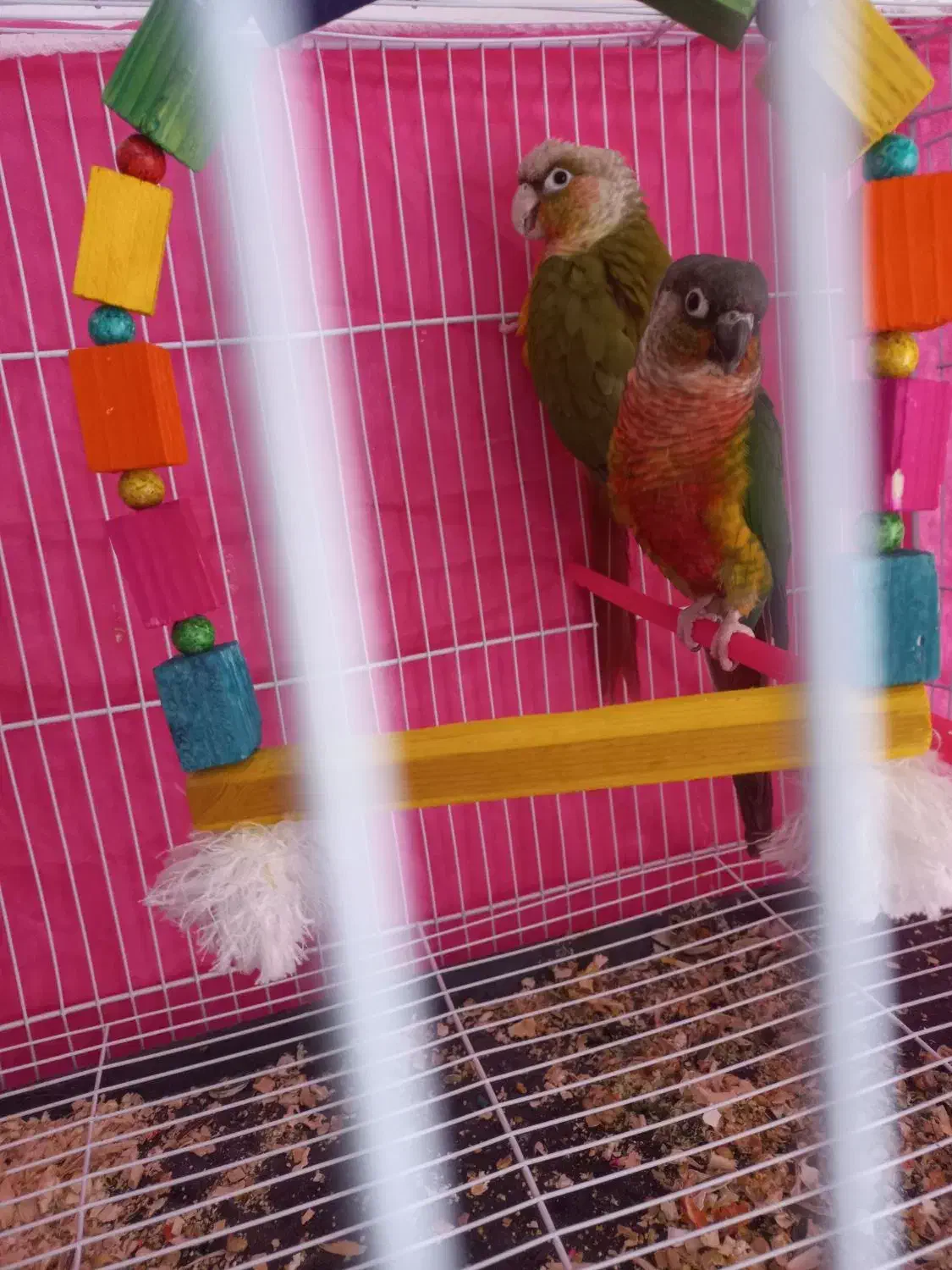 مولد گرینچیک و کتوله تضمینی|پرنده|مشهد, ویلاشهر|دیوار