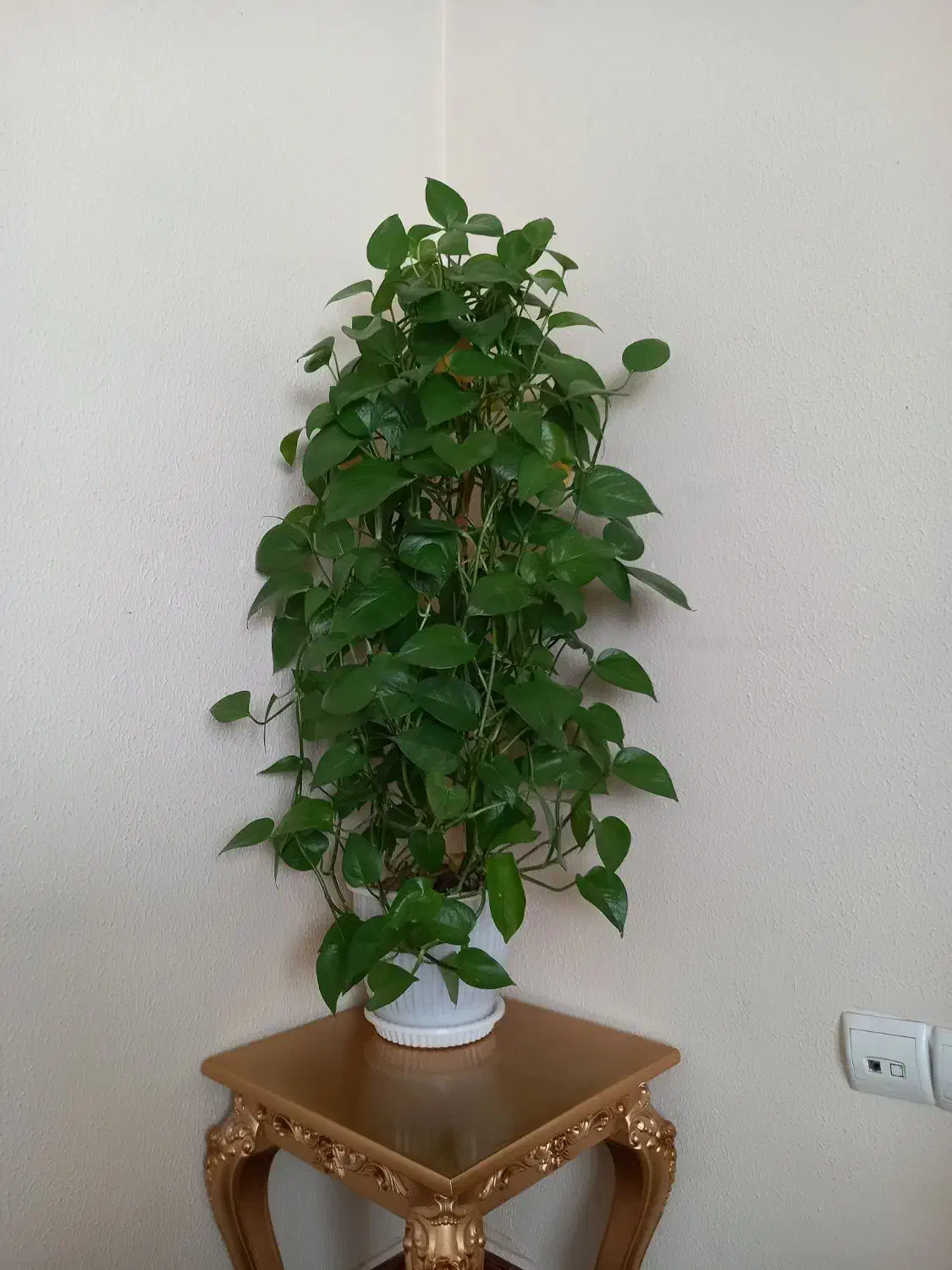 گل طبیعی پتوس|گل و گیاه طبیعی|هشتگرد, شهرک بوستان|دیوار