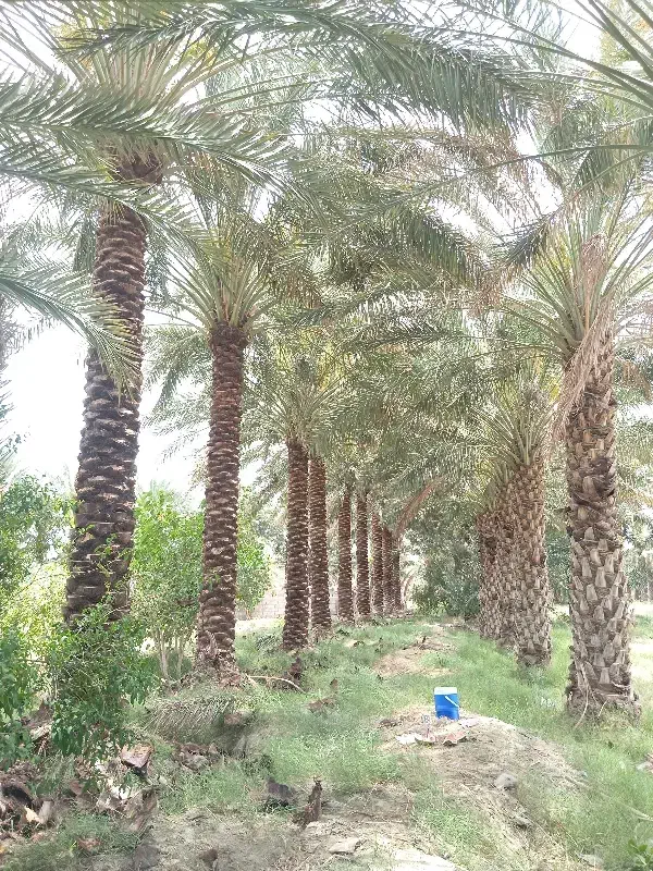حرس درخت خرما|خدمات باغبانی و درختکاری|جیرفت, |دیوار