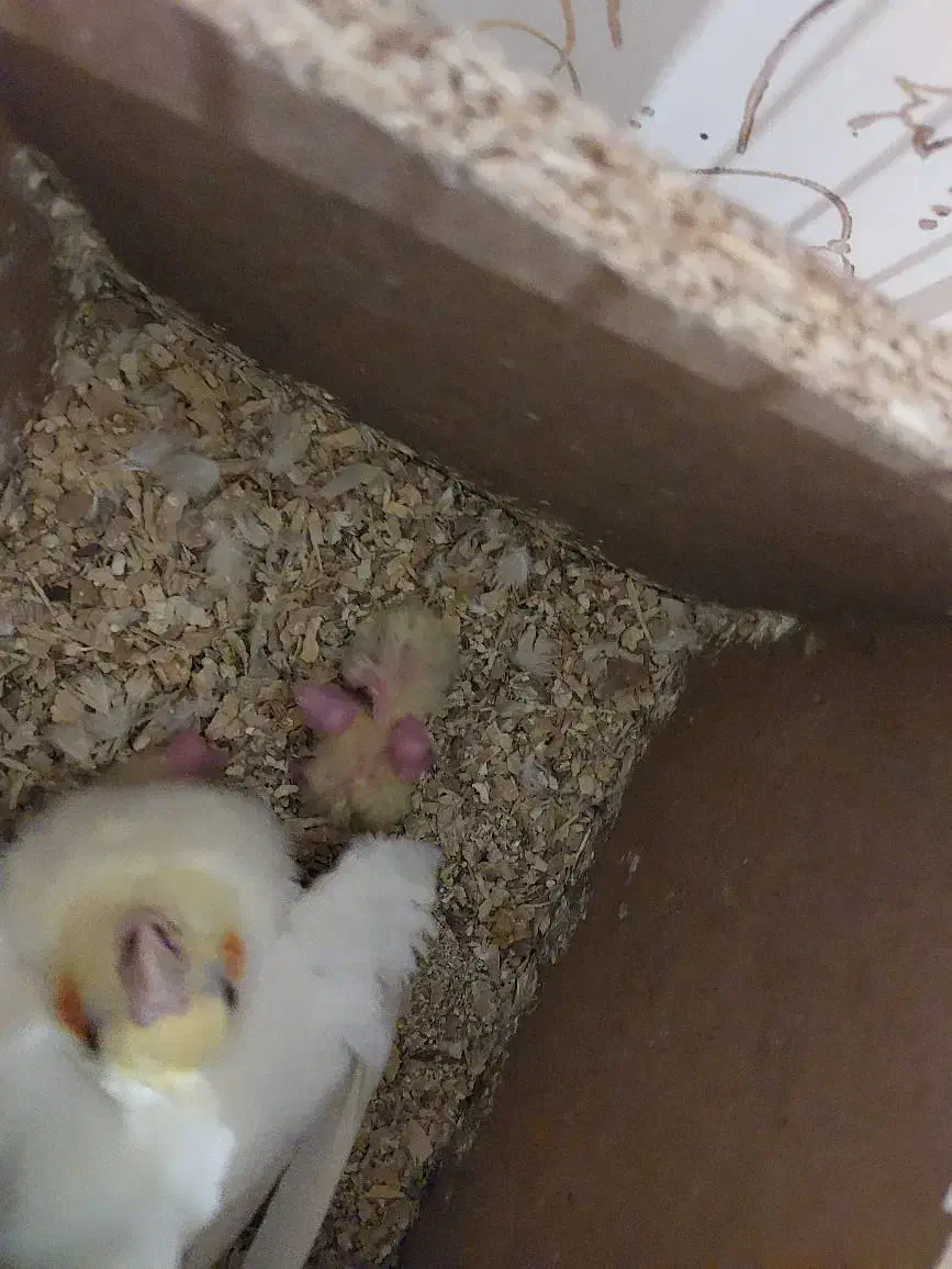 عروس لوتینو زعفرونی با چهار تا جوجه|پرنده|مشهد, شهرک مهرگان|دیوار