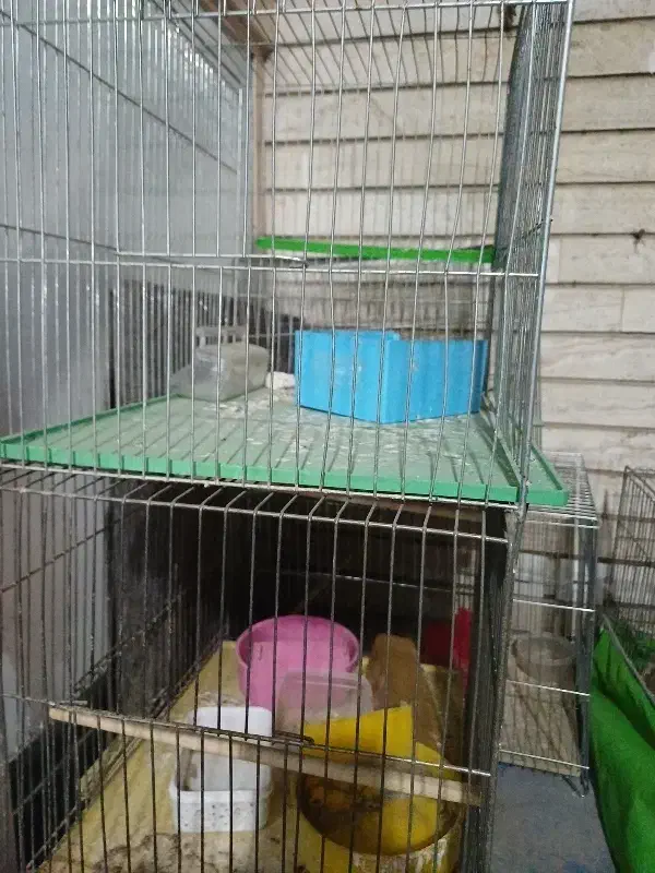 قفس قناری سالم|لوازم جانبی حیوانات|اصفهان, پوریای ولی|دیوار