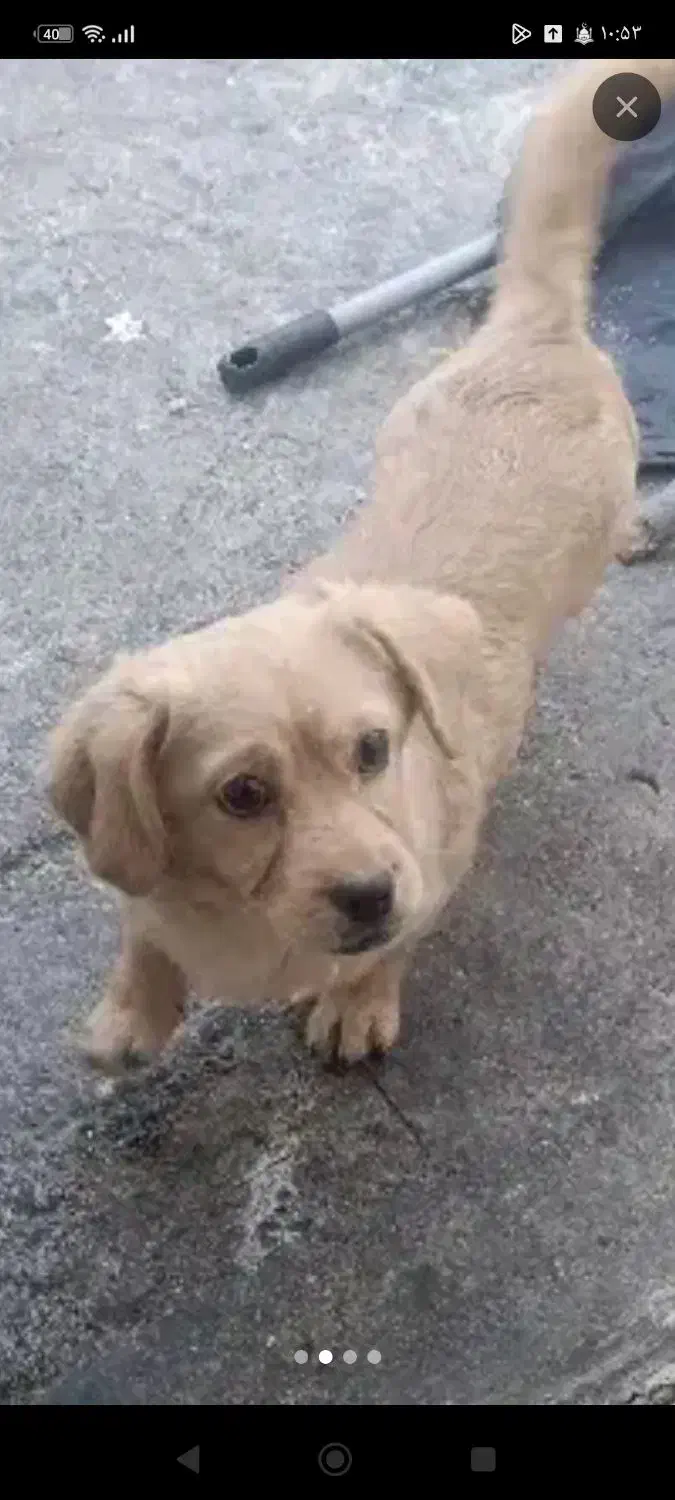 سگ‌پاکوتاه|سگ|کرمانشاه, |دیوار