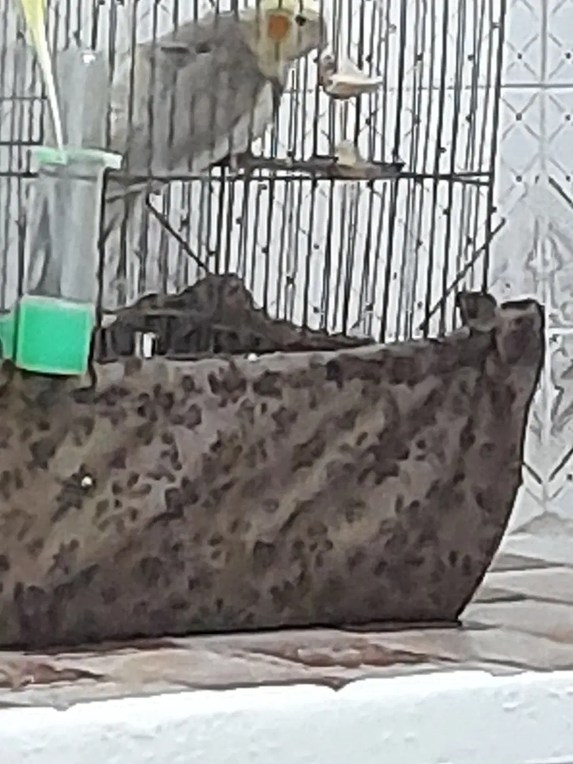 عروس هلندی فروش بدون قفس|پرنده|شهریار, شهرک مصطفی خمینی|دیوار