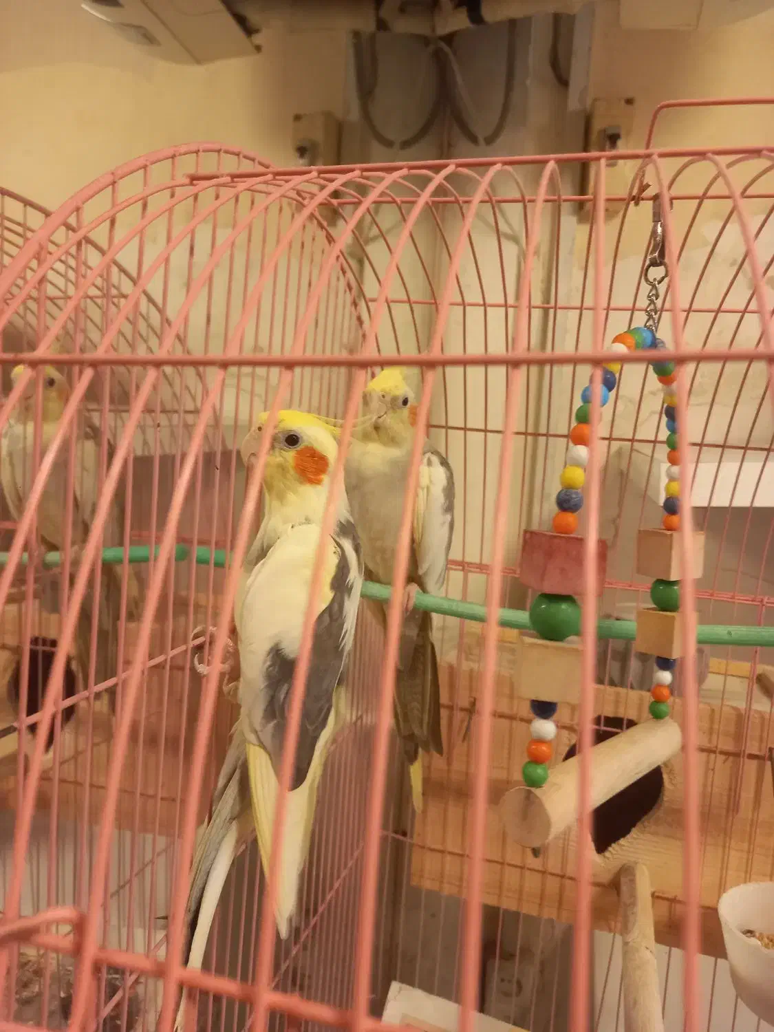 یک جفت عروس (گل باقلی)|پرنده|رشت, دیلمان|دیوار