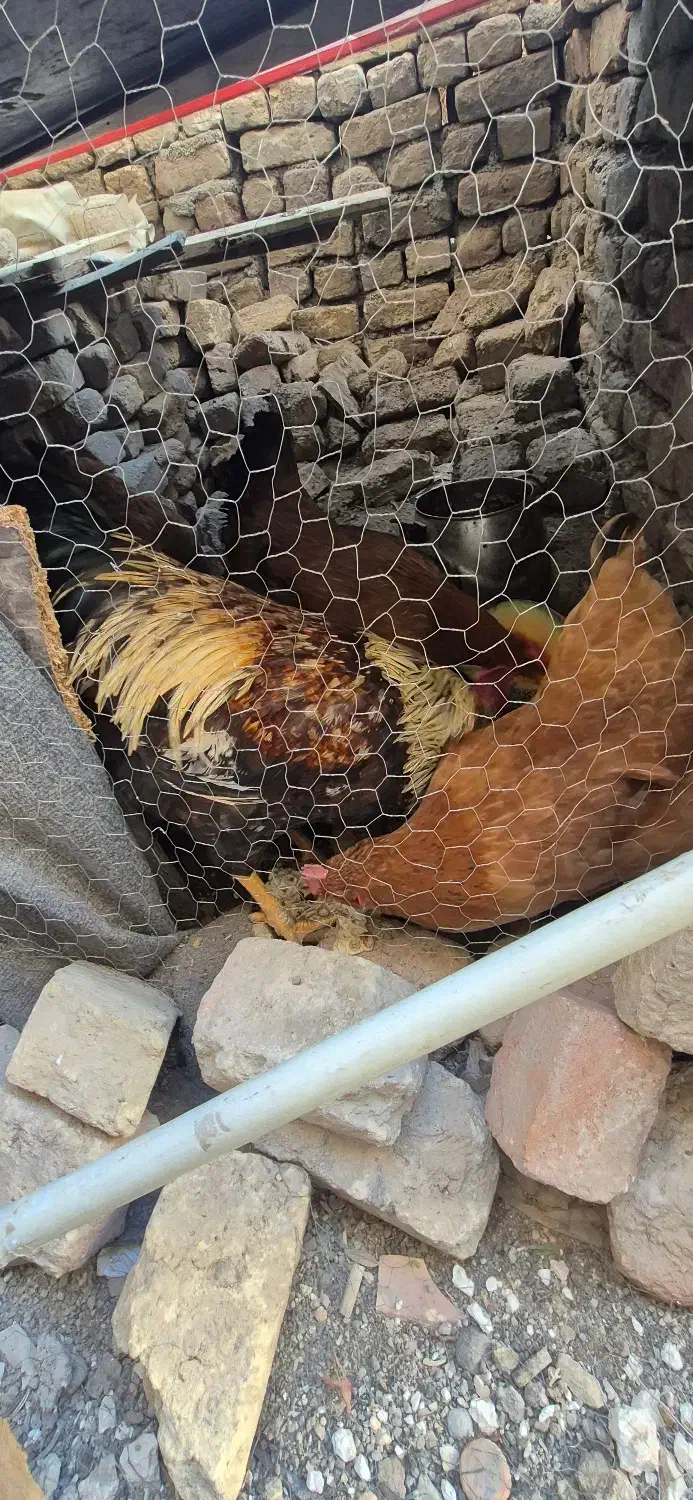 مرغ محلی|حیوانات مزرعه|ماهدشت, |دیوار