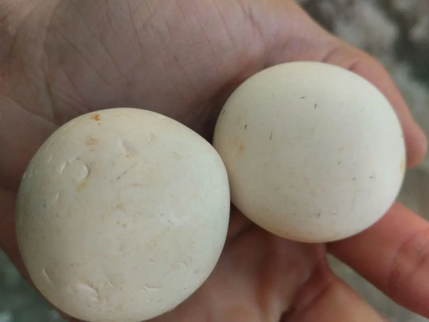 سنگ آسیاب|کلکسیون اشیاء عتیقه|بانه, |دیوار