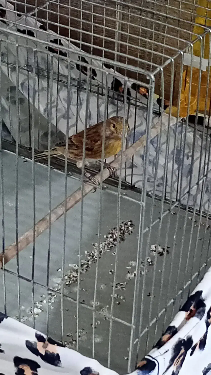 یاسمین قناری|پرنده|صباشهر, |دیوار